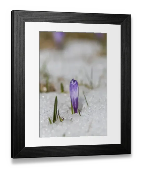 Framed Print : Spring Crocus (Crocus vernus) in the south tyrolian alps are the harbinger of spring