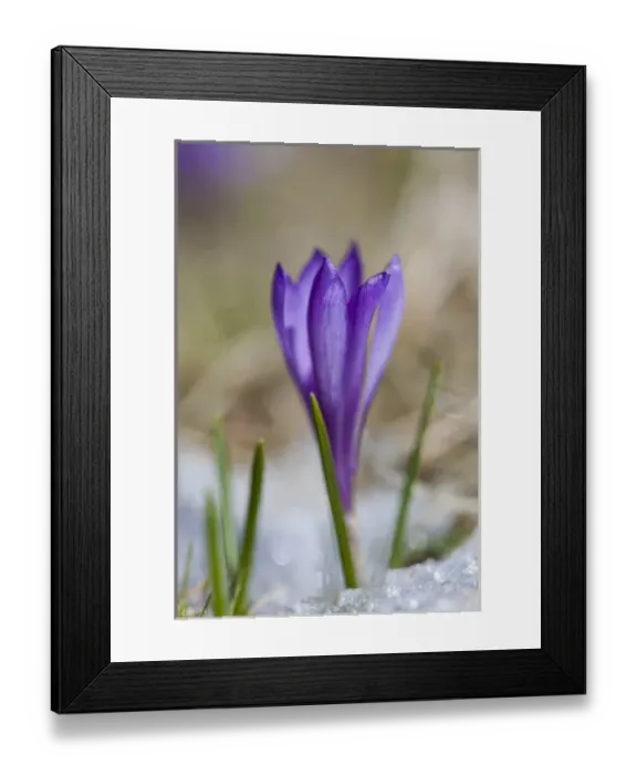 Framed Print : Spring Crocus (Crocus vernus) in the south tyrolian alps are the harbinger of spring Framed Print : Spring Crocus (Crocus vernus) in the south tyrolian alps are the harbinger of spring