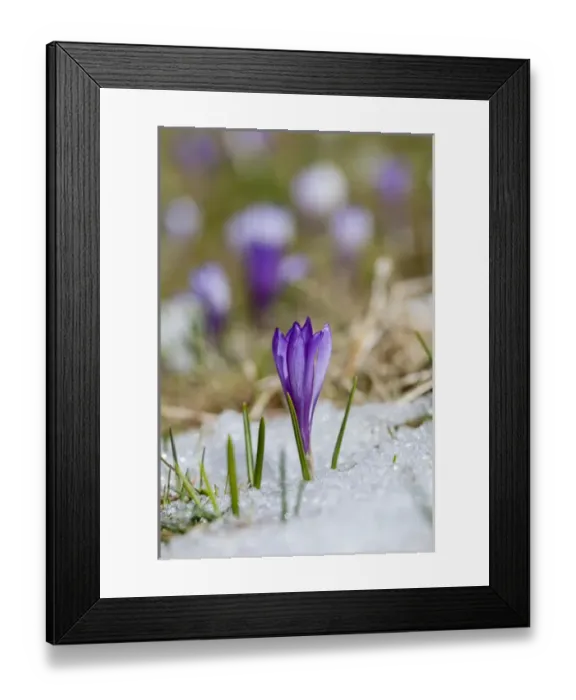 Framed Print : Spring Crocus (Crocus vernus) in the south tyrolian alps are the harbinger of spring Framed Print : Spring Crocus (Crocus vernus) in the south tyrolian alps are the harbinger of spring