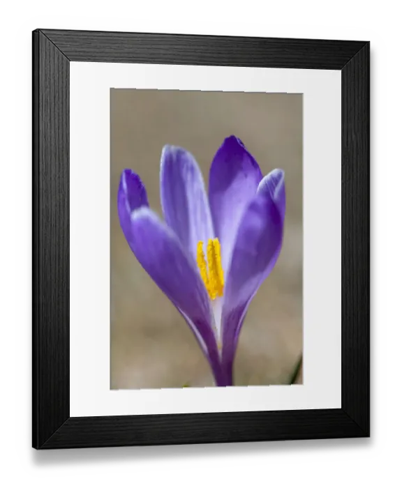 Framed Print : Spring Crocus (Crocus vernus) in the south tyrolian alps are the harbinger of spring Framed Print : Spring Crocus (Crocus vernus) in the south tyrolian alps are the harbinger of spring