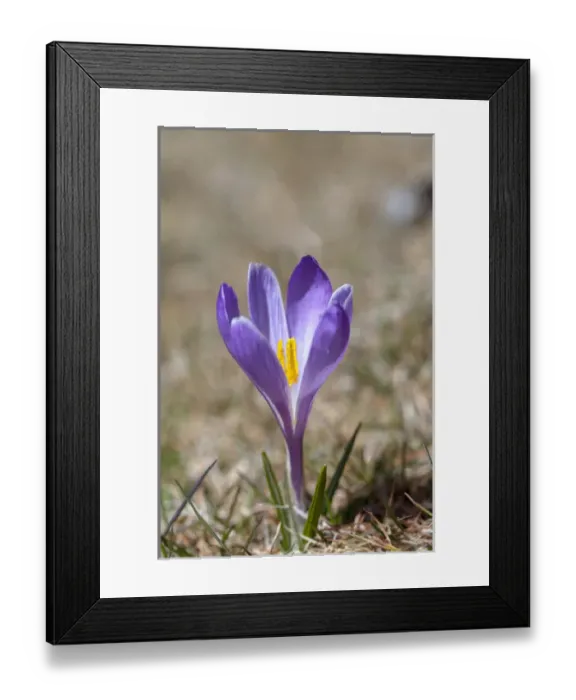 Framed Print : Spring Crocus (Crocus vernus) in the south tyrolian alps are the harbinger of spring Framed Print : Spring Crocus (Crocus vernus) in the south tyrolian alps are the harbinger of spring