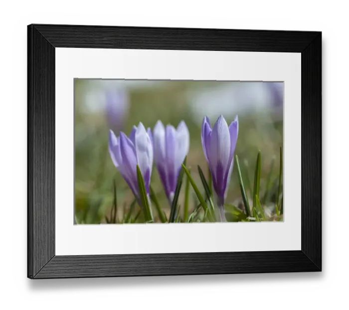 Framed Print : Spring Crocus (Crocus vernus) in the south tyrolian alps are the harbinger of spring