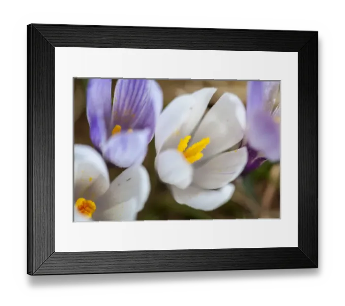 Framed Print : Spring Crocus (Crocus vernus) in the south tyrolian alps are the harbinger of spring