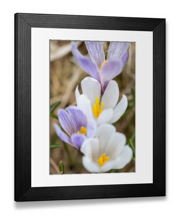 Framed Print : Spring Crocus (Crocus vernus) in the south tyrolian alps are the harbinger of spring