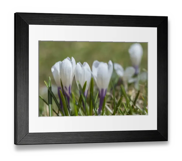 Framed Print : Spring Crocus (Crocus vernus) in the south tyrolian alps are the harbinger of spring Framed Print : Spring Crocus (Crocus vernus) in the south tyrolian alps are the harbinger of spring