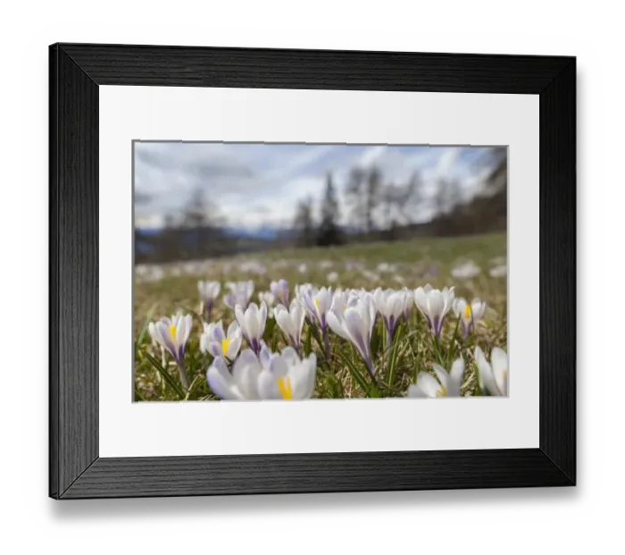 Framed Print : Spring Crocus (Crocus vernus) in the south tyrolian alps are the harbinger of spring
