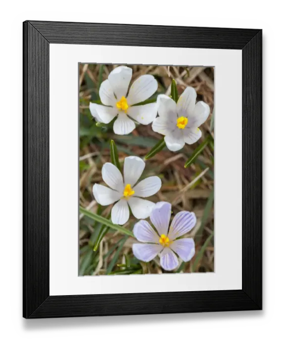 Framed Print : Spring Crocus (Crocus vernus) in the south tyrolian alps are the harbinger of spring Framed Print : Spring Crocus (Crocus vernus) in the south tyrolian alps are the harbinger of spring