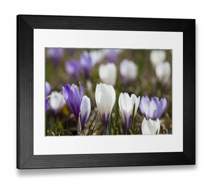 Framed Print : Spring crocus (Crocus vernus) is a harbinger of spring in the high mountains of the alps Framed Print : Spring crocus (Crocus vernus) is a harbinger of spring in the high mountains of the alps