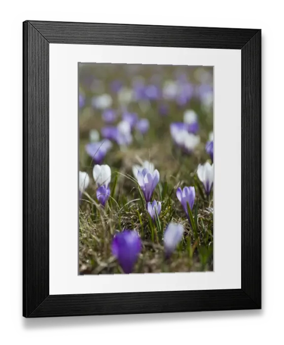 Framed Print : Spring crocus (Crocus vernus) is a harbinger of spring in the high mountains of the alps