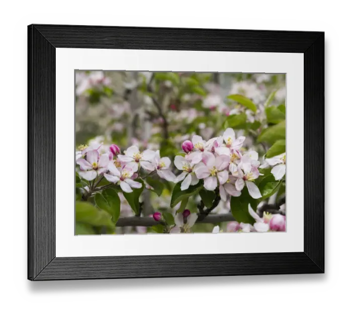 Framed Print : Apple (malus) growing in the valley Vinschgau (val Venosta) in South Tyrol (Alto Adige)