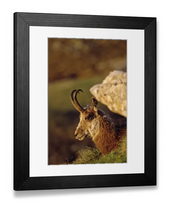 Framed Print : Gaemse (Rupicapra rupicapra) in early spring with shaggy coat portrait, Gran Paradiso National Park Framed Print : Gaemse (Rupicapra rupicapra) in early spring with shaggy coat portrait, Gran Paradiso National Park