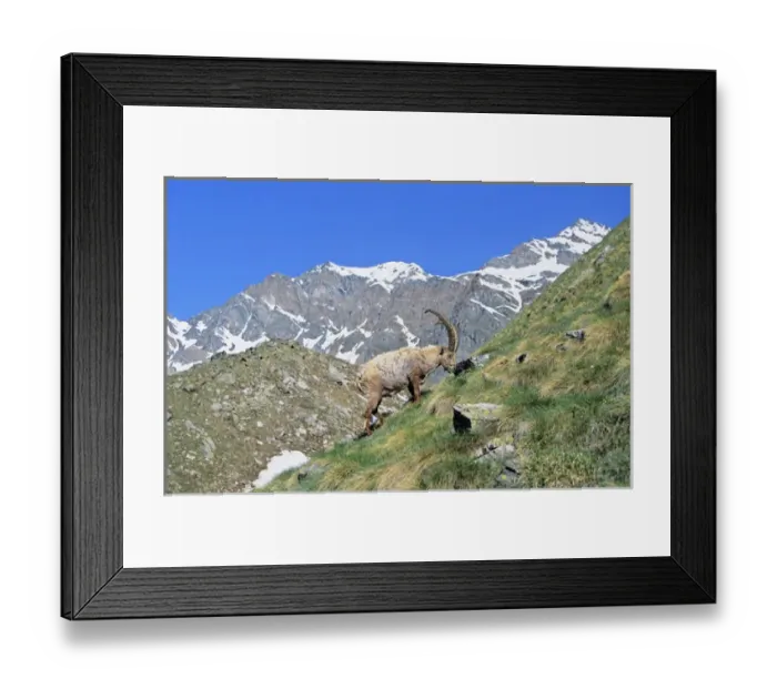 Framed Print : Alpine Ibex (Capra ibex) bull grazing on pasture in spring Framed Print : Alpine Ibex (Capra ibex) bull grazing on pasture in spring