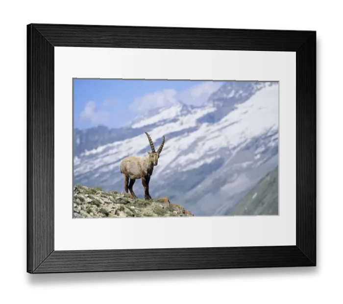 Framed Print : Alpine Ibex (Capra ibex) young bull in spring. The long winter in the high mountains etiolated