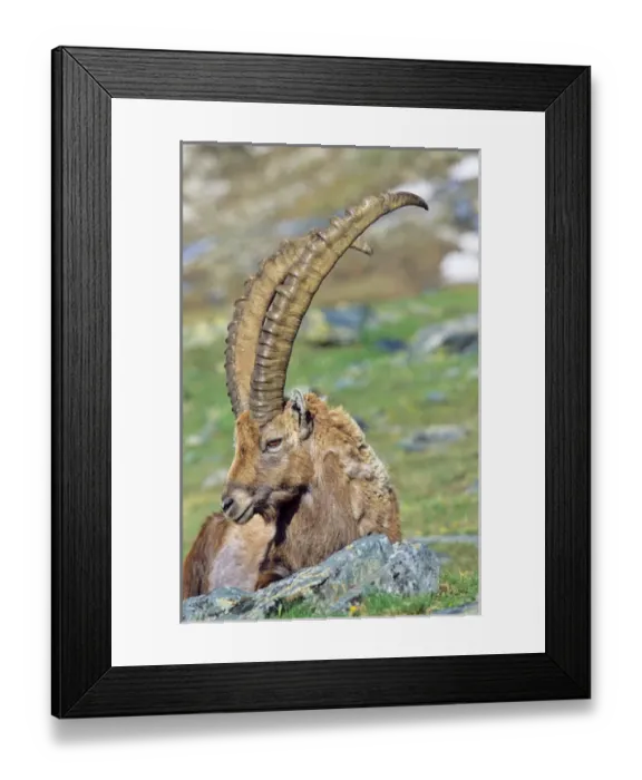 Framed Print : Alpine Ibex (Capra ibex) portrait of a bull in spring