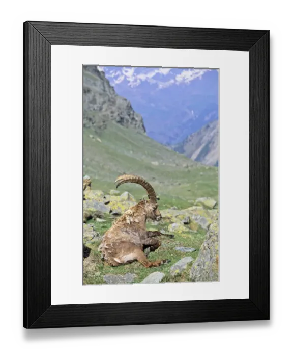 Framed Print : Alpine Ibex (Capra ibex) bull having his siesta in spring Framed Print : Alpine Ibex (Capra ibex) bull having his siesta in spring