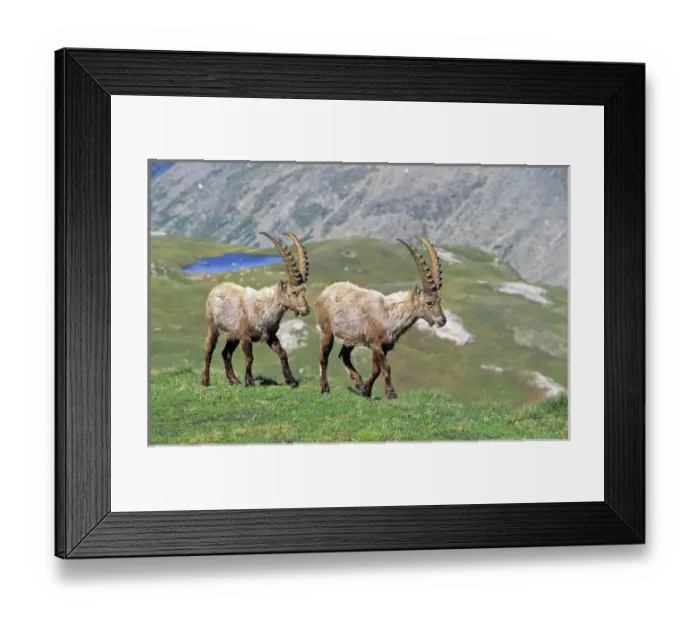 Framed Print : Alpine Ibex (Capra ibex) two bulls in spring. The long winter in the high mountains etiolated Framed Print : Alpine Ibex (Capra ibex) two bulls in spring. The long winter in the high mountains etiolated