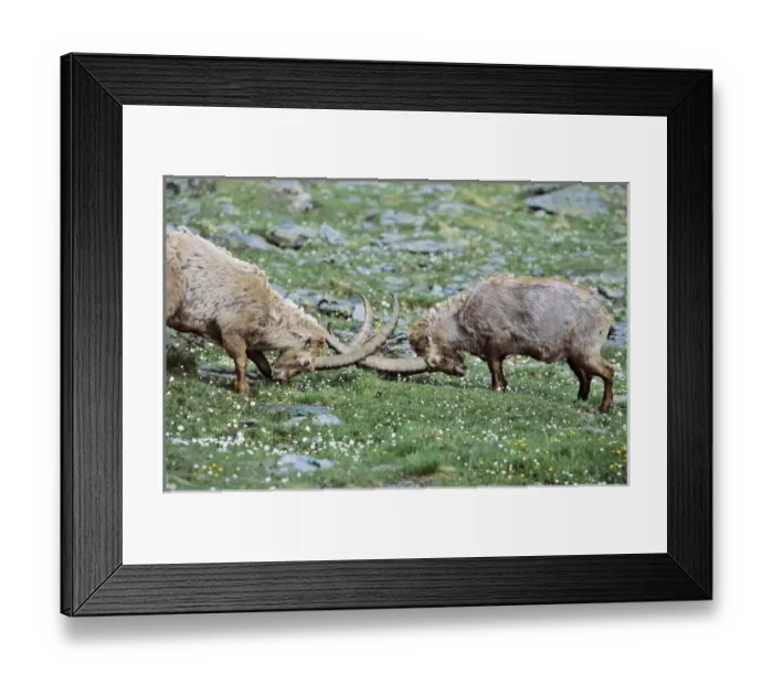 Framed Print : Alpine Ibex (Capra ibex) two old bull fighting on wildflower meadow in spring