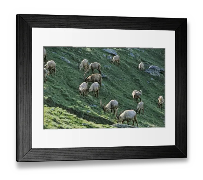 Framed Print : Alpine Ibex (Capra ibex) herd grazing on wildflower pasture early morning in spring Framed Print : Alpine Ibex (Capra ibex) herd grazing on wildflower pasture early morning in spring