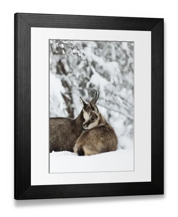 Framed Print : Chamois (Rupicapra rupicapra) mother with young in early winter in deep snow Framed Print : Chamois (Rupicapra rupicapra) mother with young in early winter in deep snow
