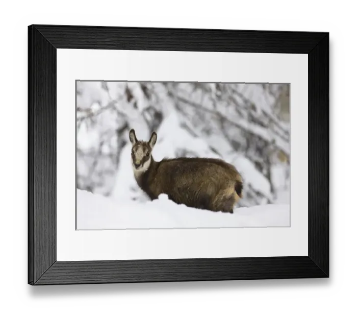 Framed Print : Young Chamois (Rupicapra rupicapra) in early winter in deep snow... Gran Paradiso National Park
