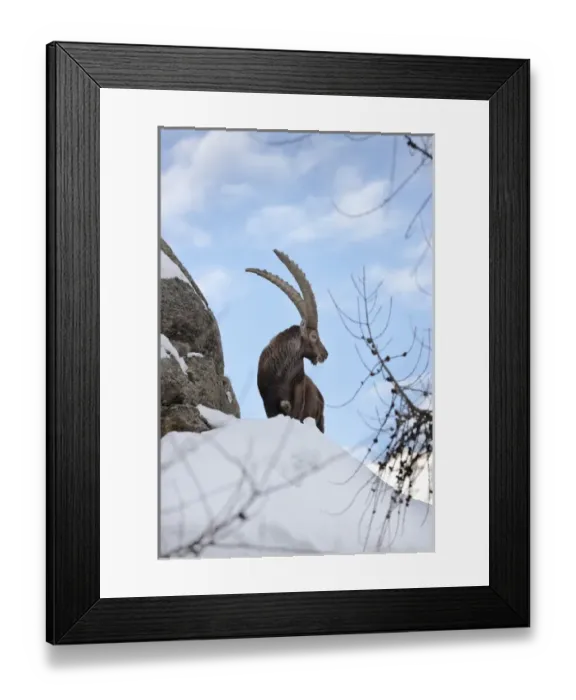 Framed Print : Ibex (Capra ibex) stands on rock during dawn with fresh deep snow... Gran Paradiso National Park Framed Print : Ibex (Capra ibex) stands on rock during dawn with fresh deep snow... Gran Paradiso National Park