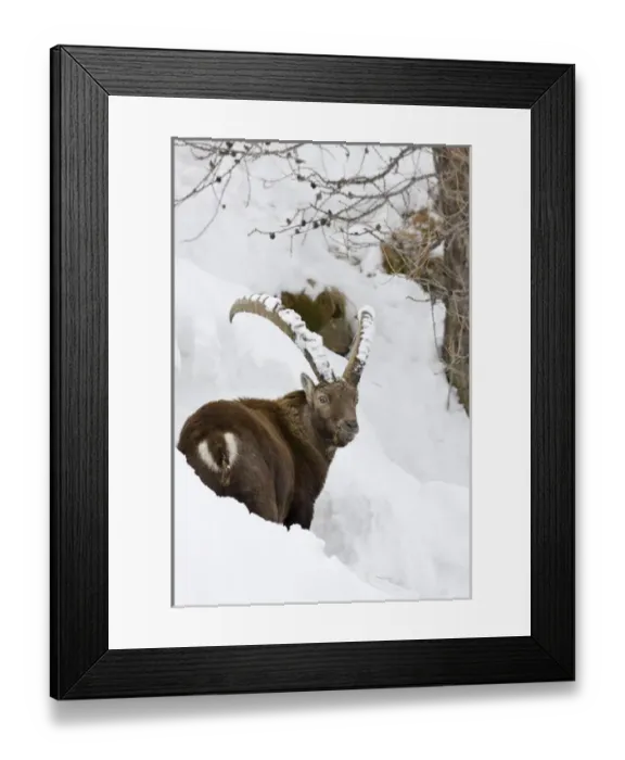 Framed Print : Ibex (Capra ibex) in fresh deep snow, face and horn covered with snow Framed Print : Ibex (Capra ibex) in fresh deep snow, face and horn covered with snow