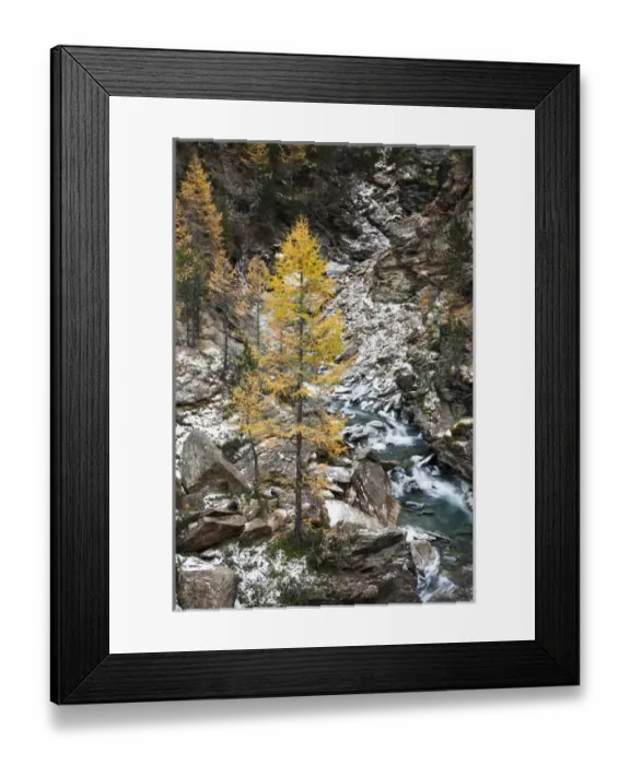 Framed Print : Waterfall of creek Plimabach in valley martelltal with colorfull larch trees larix decidua in fall Framed Print : Waterfall of creek Plimabach in valley martelltal with colorfull larch trees larix decidua in fall