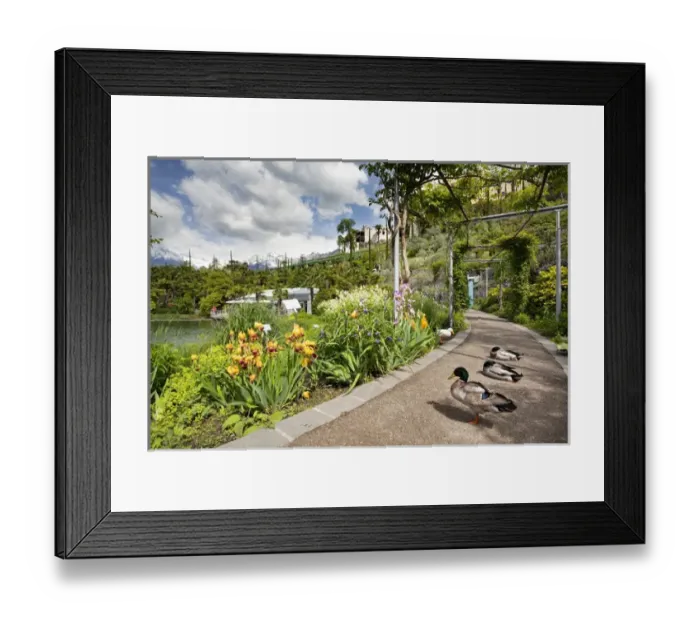 Framed Print : The gardens of Schloss Trauttmansdorff. they are considered to be among the finest