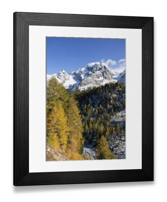 Framed Print : Mount Ortler (3905m) in south tyrol with yellow larch trees and snow seen from valley trafoi Framed Print : Mount Ortler (3905m) in south tyrol with yellow larch trees and snow seen from valley trafoi