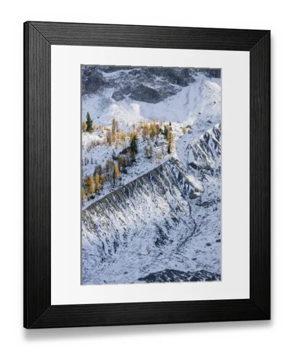 Framed Print : European Larch (Larix decidua), tree line at app 2350m, growing on the lateral morain Framed Print : European Larch (Larix decidua), tree line at app 2350m, growing on the lateral morain