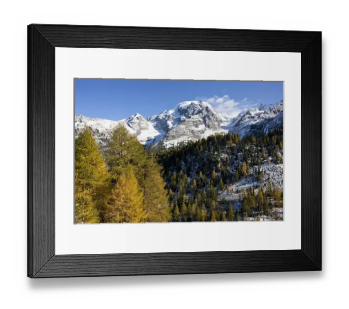 Framed Print : Mount Ortler (3905m) in south tyrol with yellow larch trees and snow seen from valley trafoi Framed Print : Mount Ortler (3905m) in south tyrol with yellow larch trees and snow seen from valley trafoi