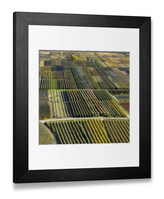 Framed Print : Fruit growing and viniculture in South Tyrol - Alto Adige. europe, central europe