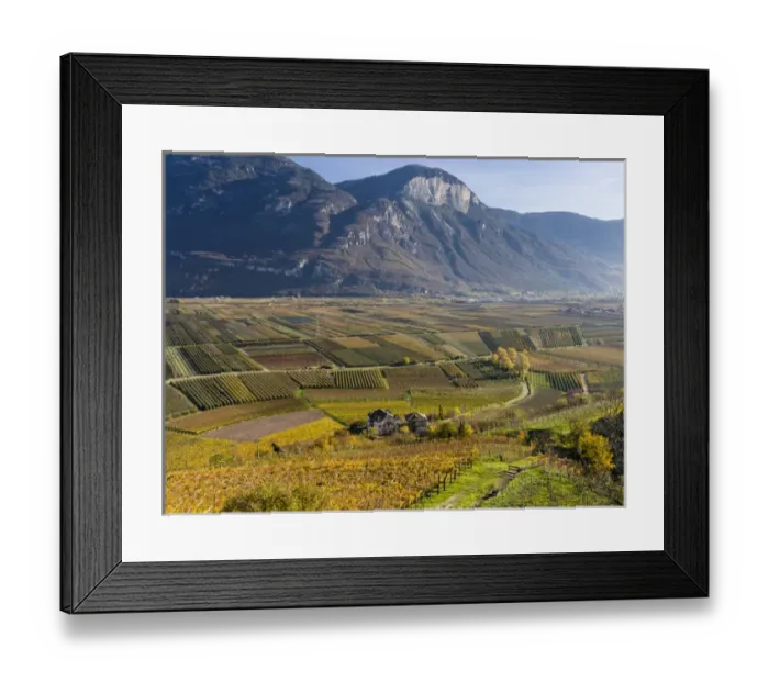 Framed Print : Fruit growing and viniculture in South Tyrol - Alto Adige. europe, central europe