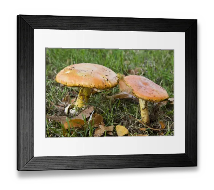 Framed Print : Caesars mushrooms (Amanita caesarea) Framed Print : Caesars mushrooms (Amanita caesarea)