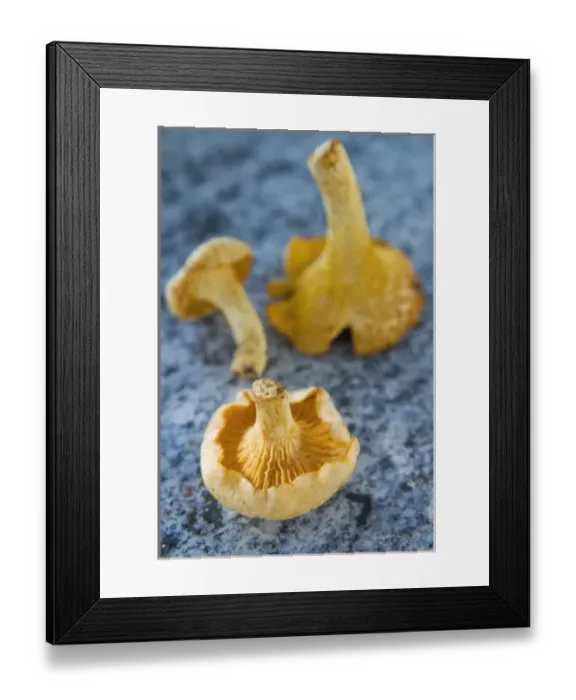 Framed Print : Mushrooms, Chanterelles, (Cantharellus cibarius) Framed Print : Mushrooms, Chanterelles, (Cantharellus cibarius)