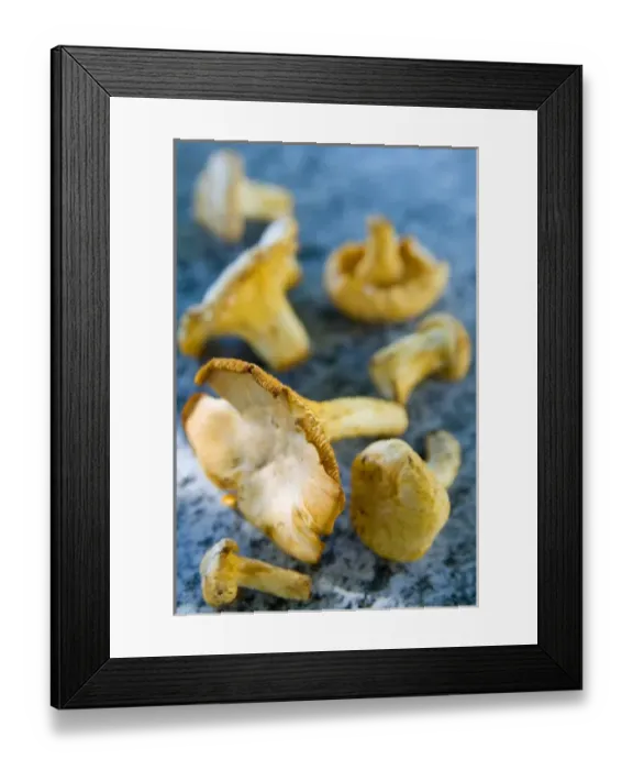 Framed Print : Mushrooms, Chanterelles, (Cantharellus cibarius) Framed Print : Mushrooms, Chanterelles, (Cantharellus cibarius)