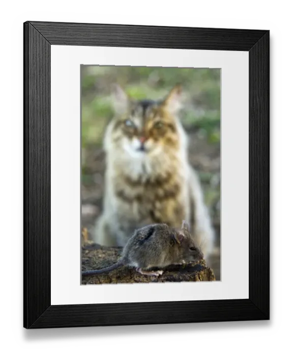 Framed Print : Common Vole (Microtus arvalis) and a cat (Felis silvestris catus)