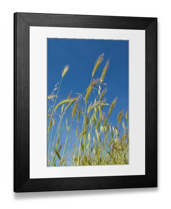 Framed Print : Wheat field, Siena province, Tuscany, Italy Framed Print : Wheat field, Siena province, Tuscany, Italy