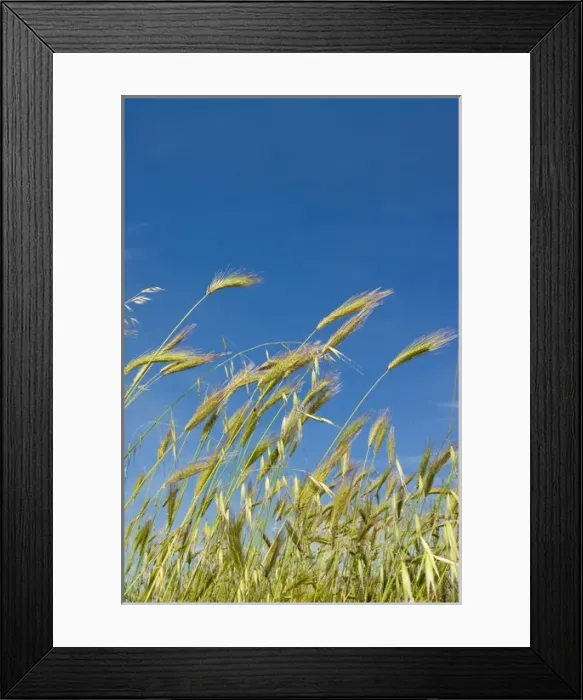 Framed Print : Wheat field, Siena province, Tuscany, Italy