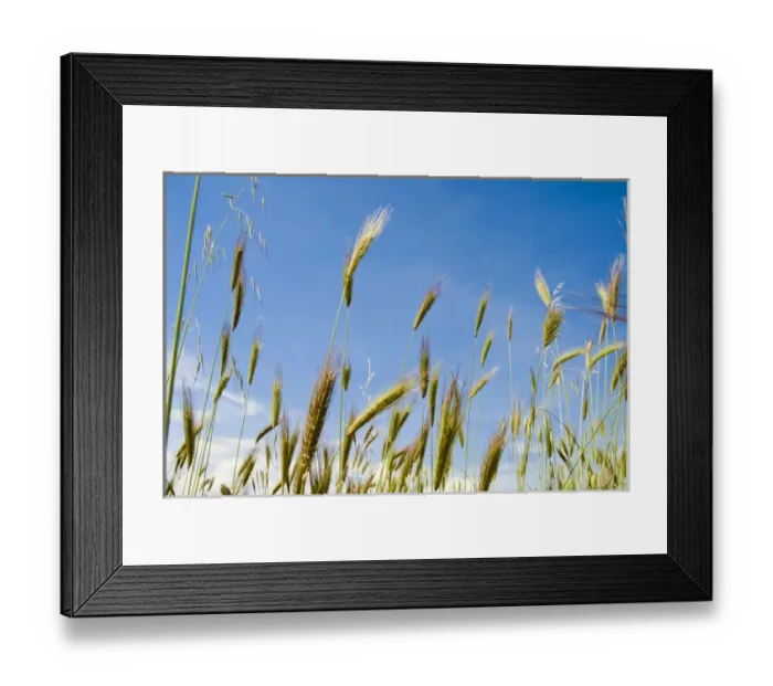 Framed Print : Wheat field, Siena province, Tuscany, Italy Framed Print : Wheat field, Siena province, Tuscany, Italy