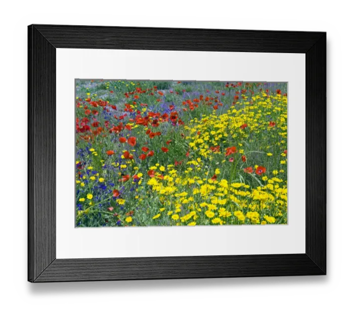 Framed Print : Blossom in a field, Siena province, Tuscany, Italy Framed Print : Blossom in a field, Siena province, Tuscany, Italy