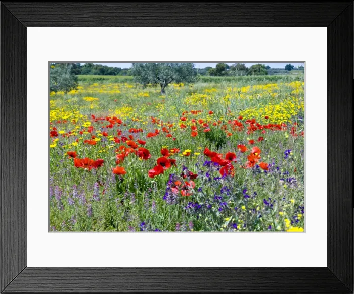 Framed Print : Blossom in a field, Siena province, Tuscany, Italy Framed Print : Blossom in a field, Siena province, Tuscany, Italy
