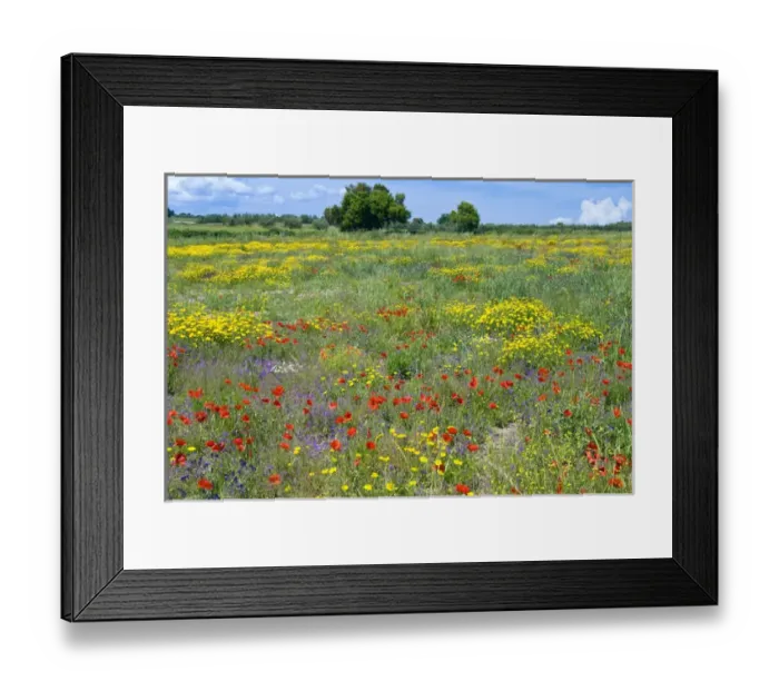 Framed Print : Blossom in a field, Siena province, Tuscany, Italy Framed Print : Blossom in a field, Siena province, Tuscany, Italy