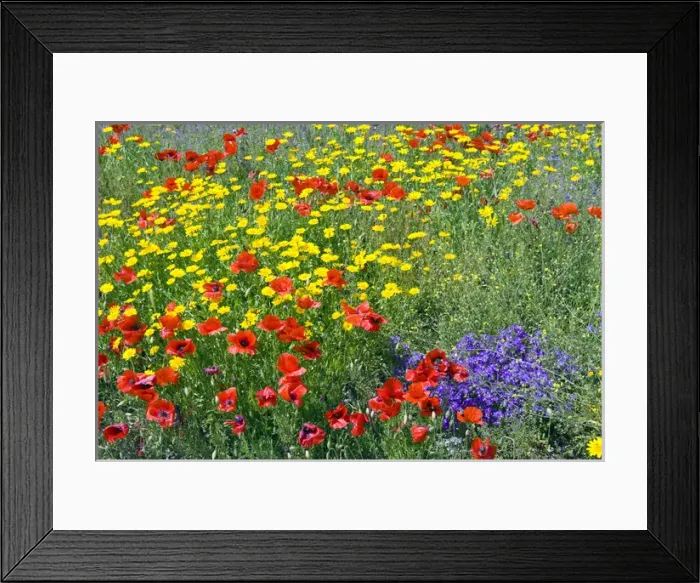 Framed Print : Blossom in a field, Siena province, Tuscany, Italy