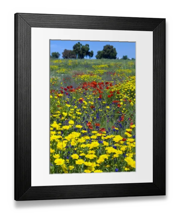Framed Print : Blossom in a field, Siena province, Tuscany, Italy Framed Print : Blossom in a field, Siena province, Tuscany, Italy