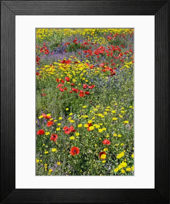 Framed Print : Blossom in a field, Siena province, Tuscany, Italy Framed Print : Blossom in a field, Siena province, Tuscany, Italy