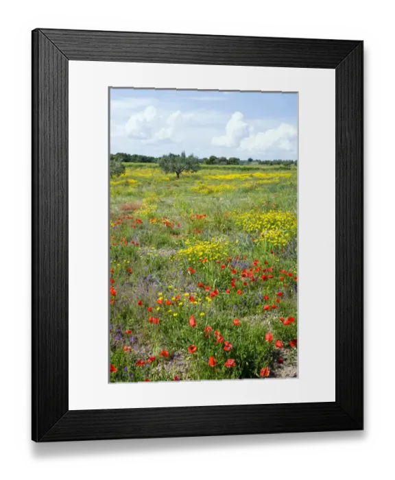 Framed Print : Blossom in a field, Siena province, Tuscany, Italy Framed Print : Blossom in a field, Siena province, Tuscany, Italy