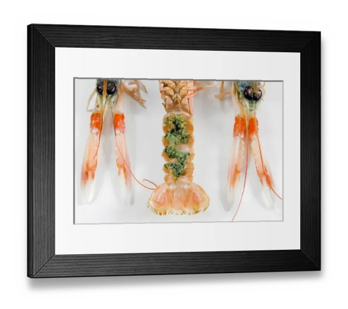Framed Print : Norway lobster or Dublin Bay prawn, or langoustine or scampi, (Nephrops norvegicus) Framed Print : Norway lobster or Dublin Bay prawn, or langoustine or scampi, (Nephrops norvegicus)