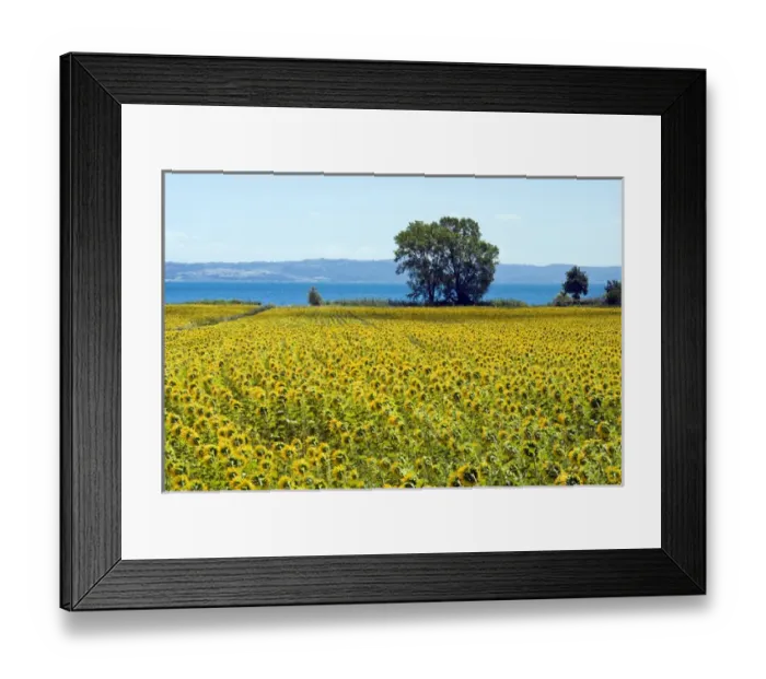 Framed Print : Field of sunflowers, Lake of Bolsena, Bolsena, Viterbo Province, Latium, Italy