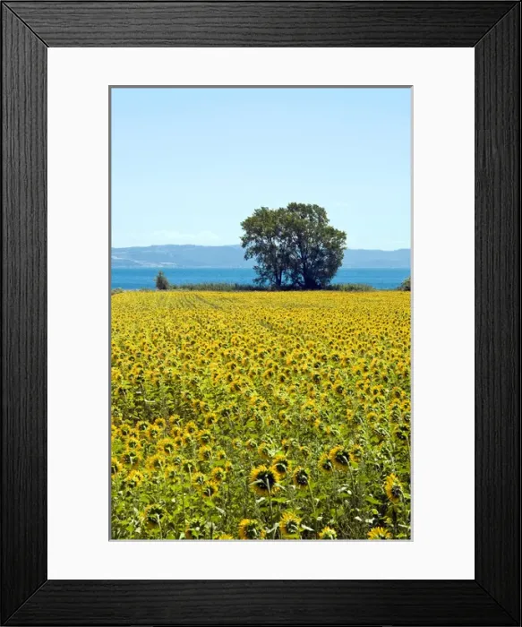 Framed Print : Field of sunflowers, Lake of Bolsena, Bolsena, Viterbo Province, Latium, Italy Framed Print : Field of sunflowers, Lake of Bolsena, Bolsena, Viterbo Province, Latium, Italy